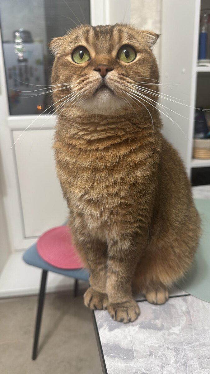 Мэй Ли (из личного архива)