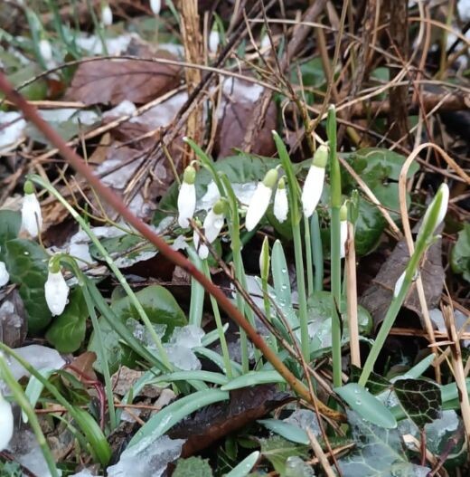 Здесь они называются "Виси Баба" 