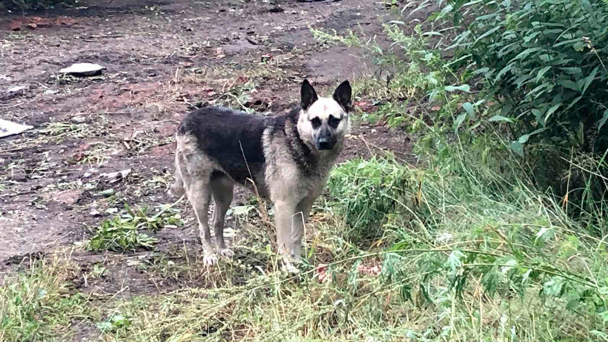 Собака Дина, о которой собственно и пойдет речь ниже / Фото автора