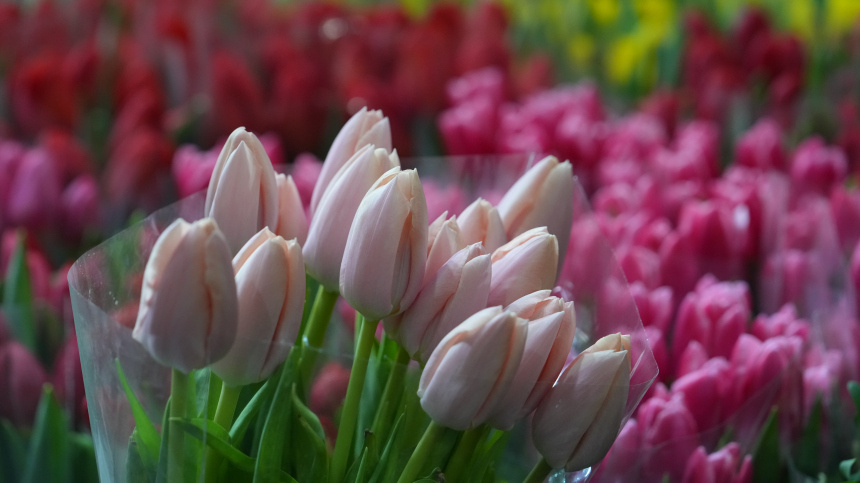    Фото: ИЗВЕСТИЯ/Дмитрий Коротаев