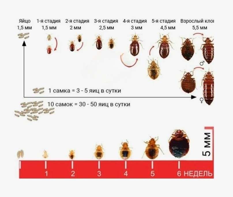 Zhiznennyy tsikl klopa ot rozhdeniya do smerti