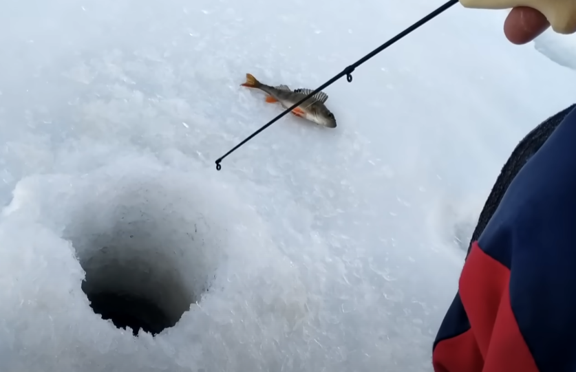 Ловля окуня зимой