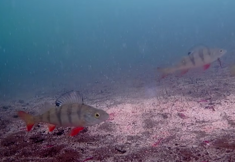 Окунь снятый на подводную камеру