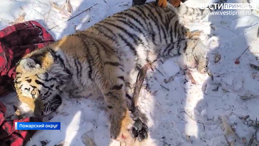 Молодая тигрицы, пойманная в Красном Яре (Приморье)
