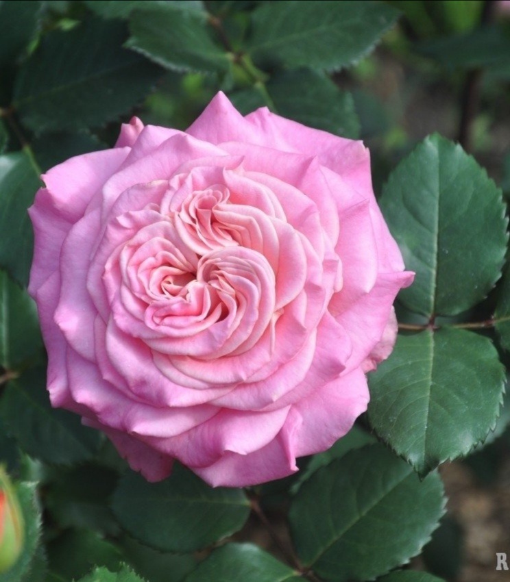 Роза Эшли Ashley. Фото из открытых источников. 