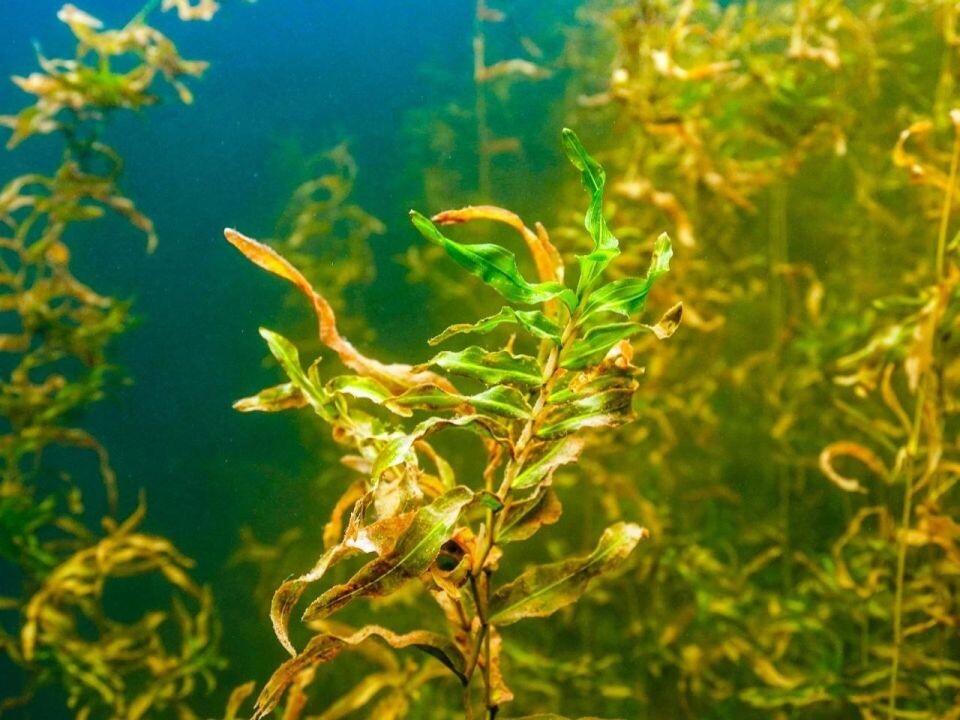    Гидрокосмос Телецкого озера. Источник: Телеграм-канал Алтайского заповедника