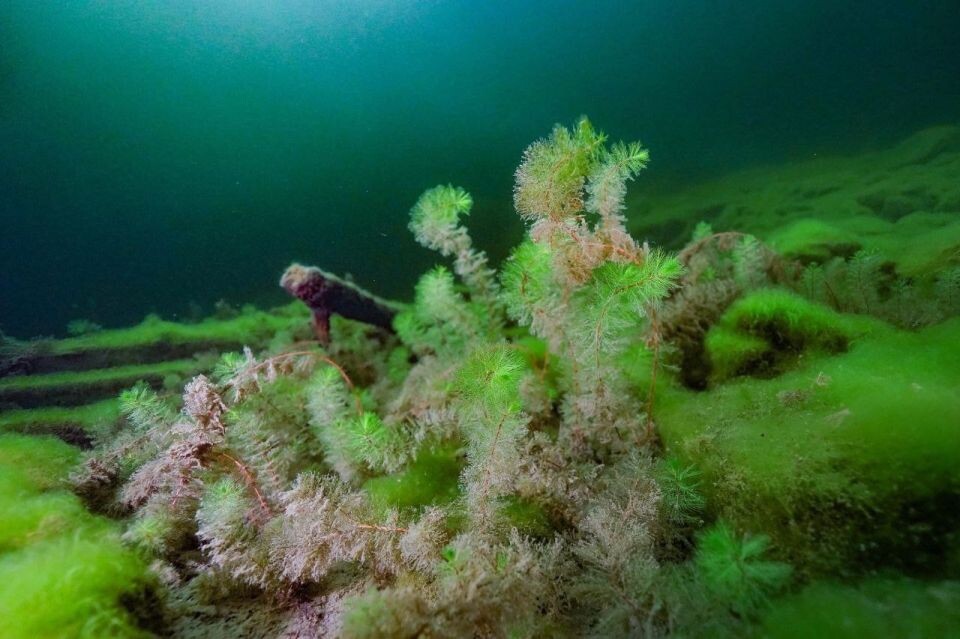    Гидрокосмос Телецкого озера. Источник: Телеграм-канал Алтайского заповедника