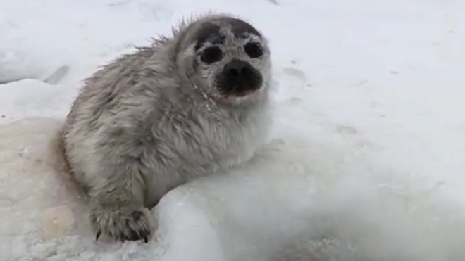 Фото: Фонд друзей балтийской нерпы