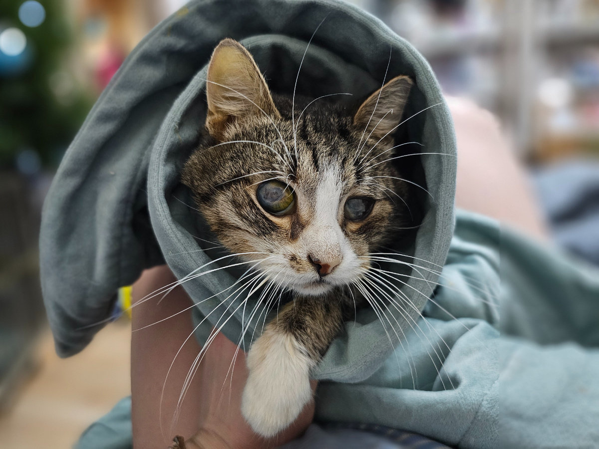 Фото автора. Арашик.