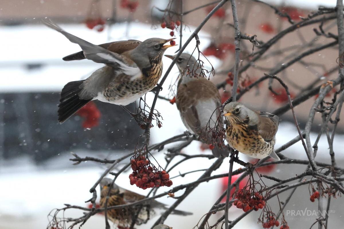    На этой неделе морозы отступят