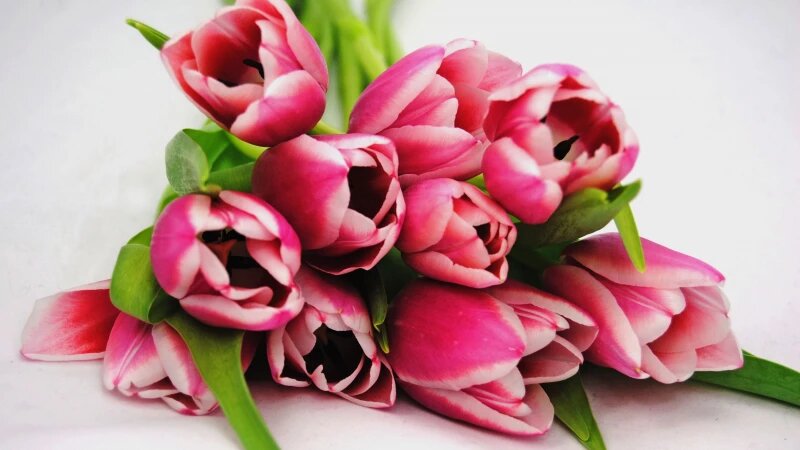     Тюльпаны. Фото: ru.freepik.com, автор wirestock.