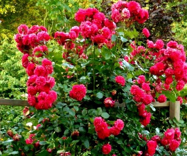 ПЛЕТИСТЫЕ РОЗЫ: СЕКРЕТЫ ПРАВИЛЬНОГО УХОДА