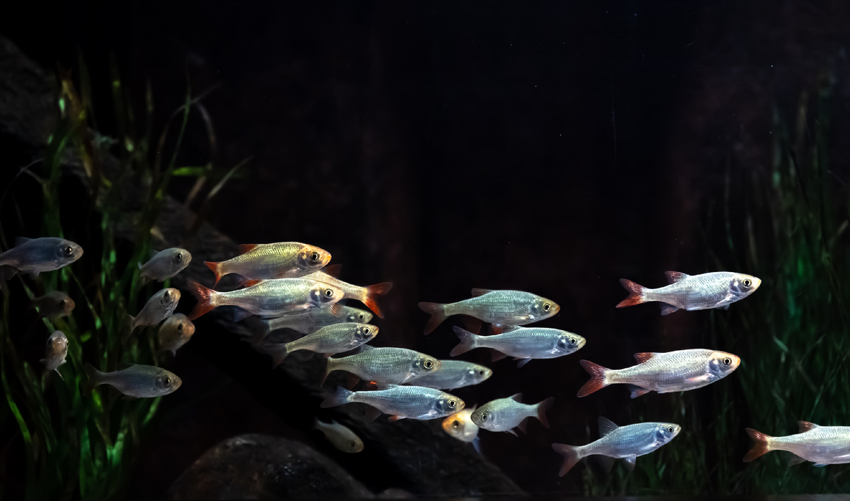 https://ru.freepik.com/free-photo/small-silver-fish-aquarium-black-background_26469063.htm#fromView=search&page=1&position=27&uuid=5d0ba00b-3ae0-4f31-b856-3890d0311f92&query=Paracheirodon+innesi