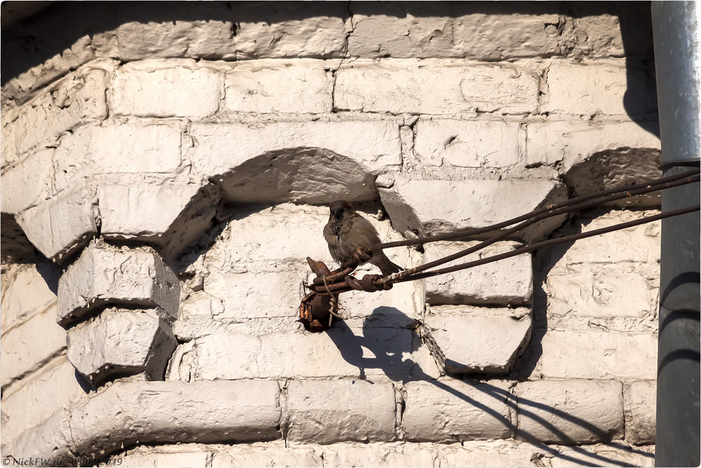 1. Домовый воробей © NickFW.ru - 08.02.2019г.