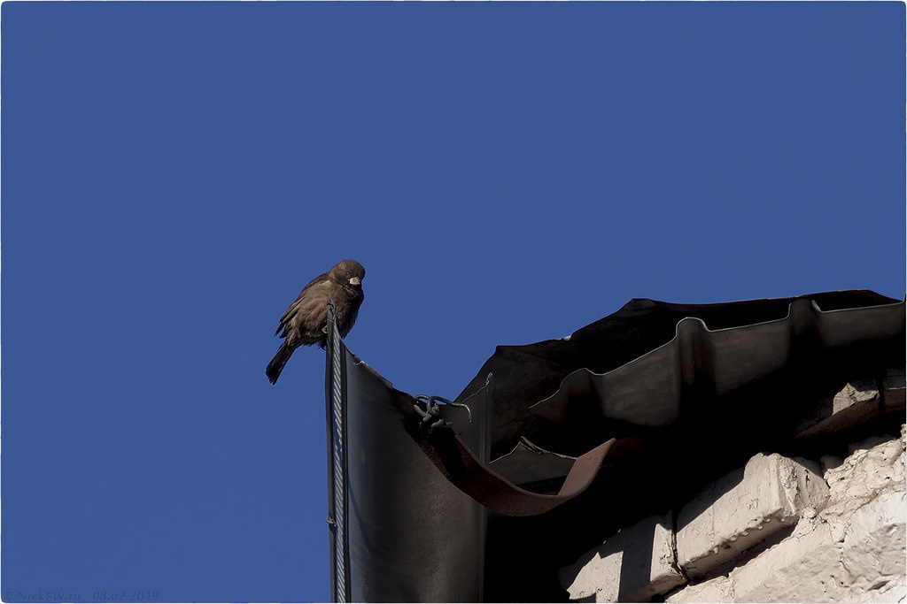 2. Домовый воробей © NickFW.ru - 08.02.2019г.