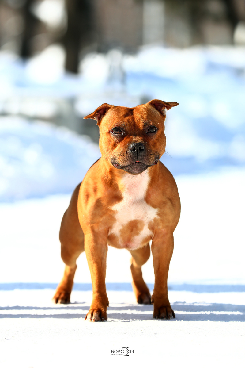 Стаффордширский бультерьер Diamond Chase Overdzhed Ot Mirakl ака Руби