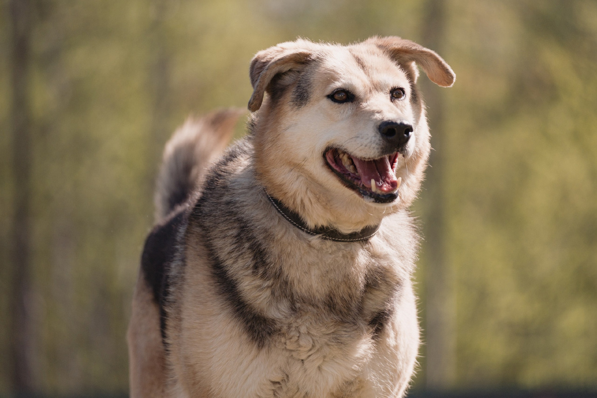Фотосессия Гжель в 2024 году в Малинках (приют Пушистый друг ТиНАО)