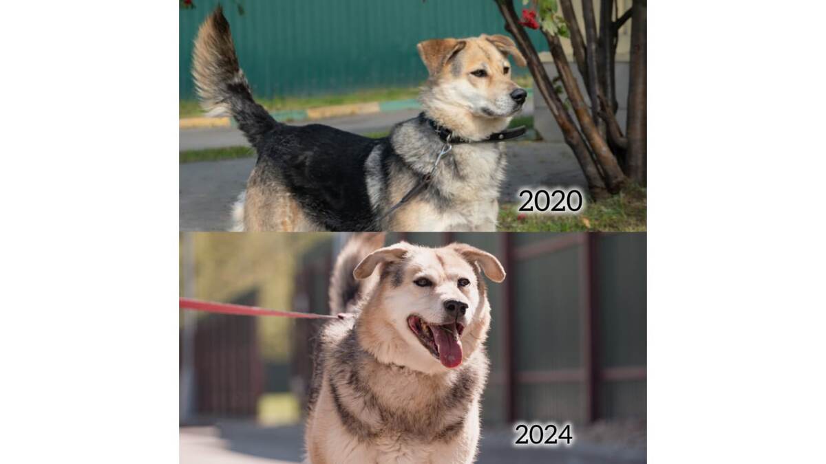 Перва приютская фотосессия в 2020  и вторая в 2024 