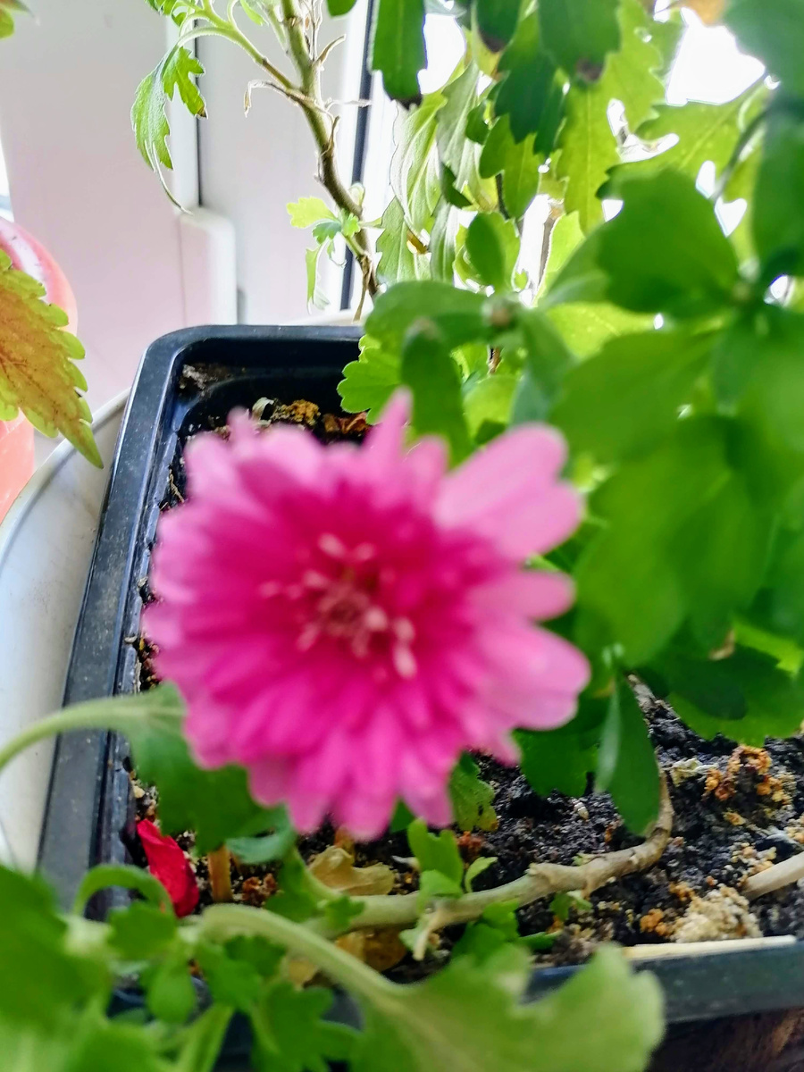 хризантема