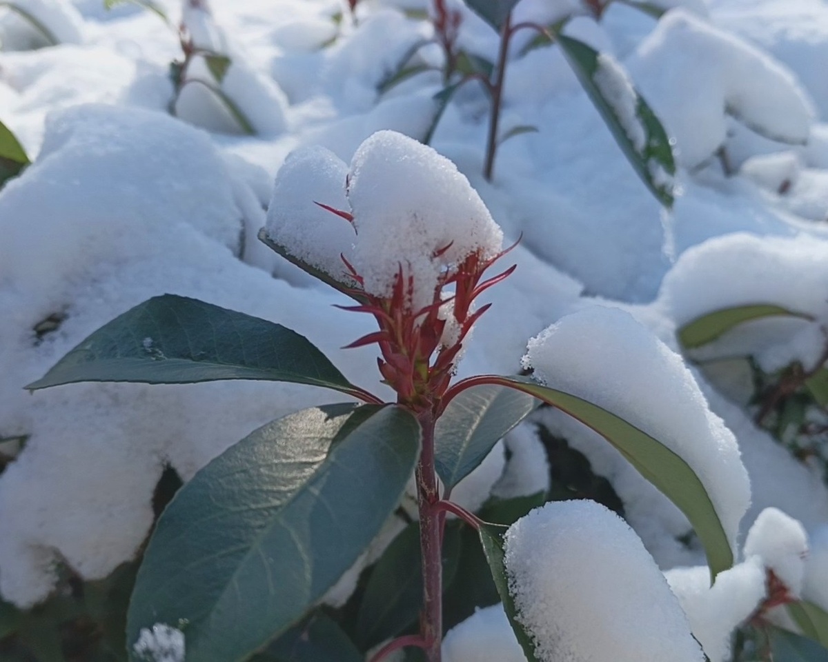 Адлер, февраль 2025 г.