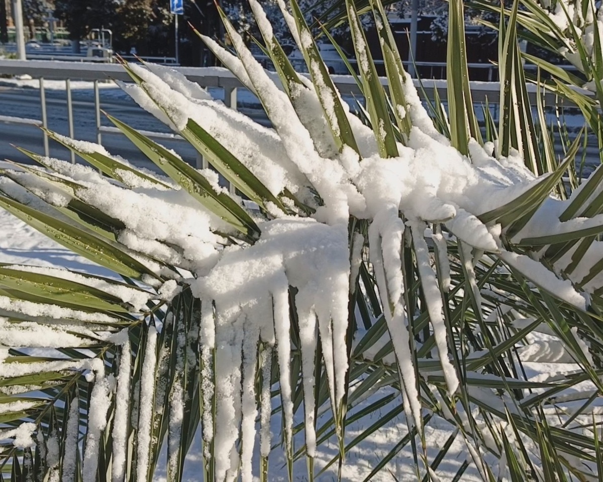 Адлер, февраль 2025 г.