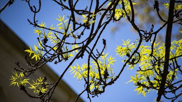    © РИА Новости Крым . Дмитрий Макеев