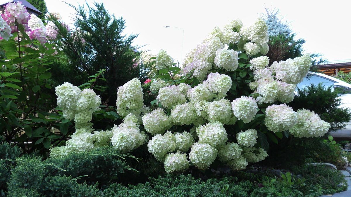 Фото автора канала Дом с кипарисами