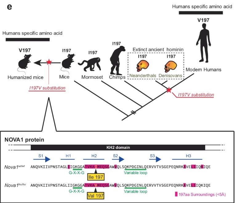 Илл. из статьи: https://www.nature.com/articles/s41467-025-56579-2/figures/1
