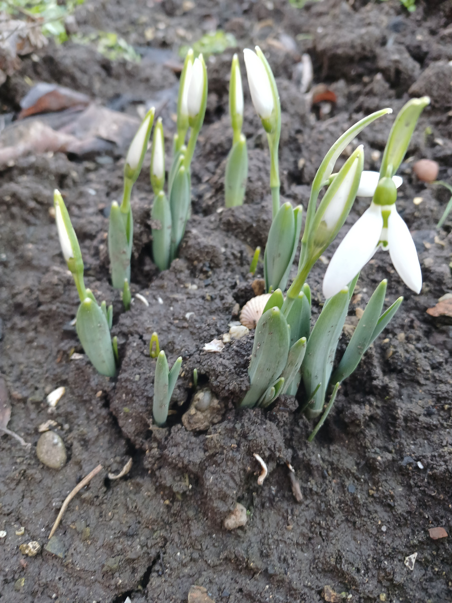 Конец января