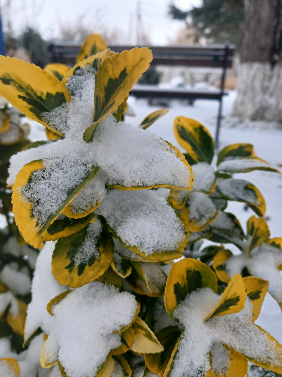 Зима пришла в феврале