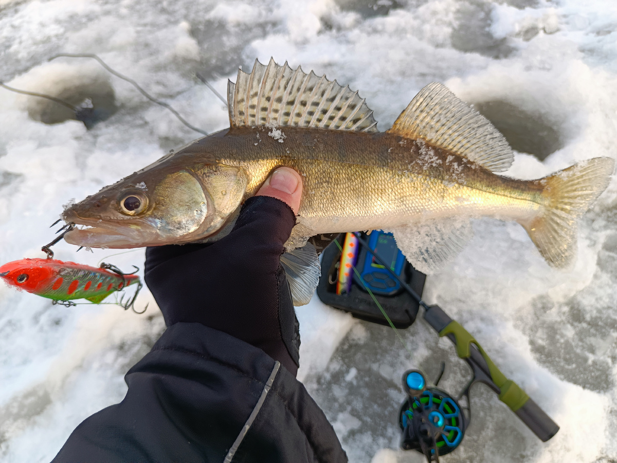 KUDA 120 в цвете яблочко зарешала