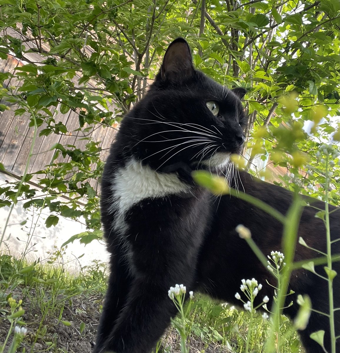 Кот Кеша, которому тяжело охотиться днем и он охотится ночью