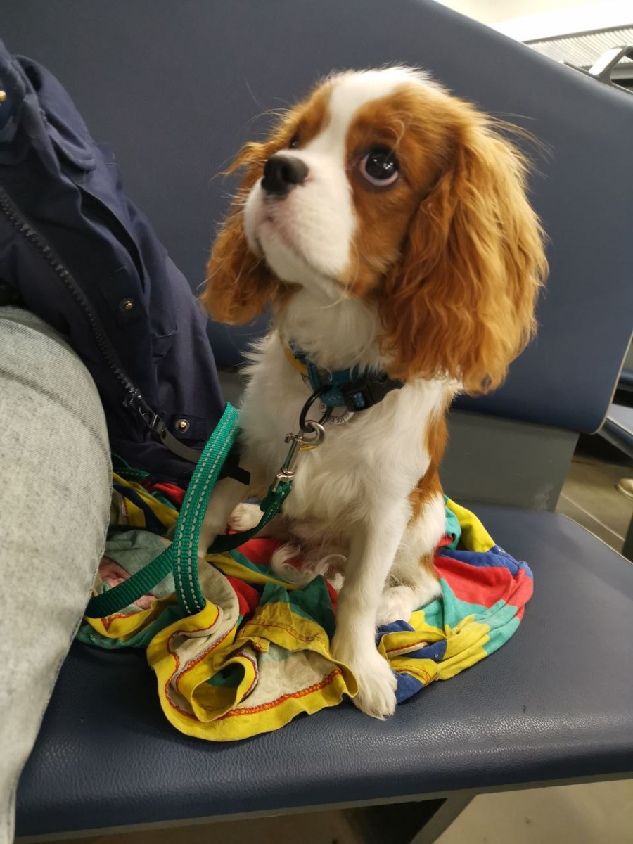 Это была первая поездка, мы волновались, и забыли полотенчико, чтобы он не сидел на лавочке. Пришлось старую футболку использовать, потом выбросили)