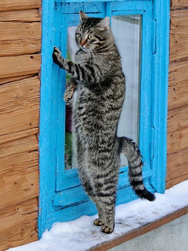 Котик в шоке, я тоже