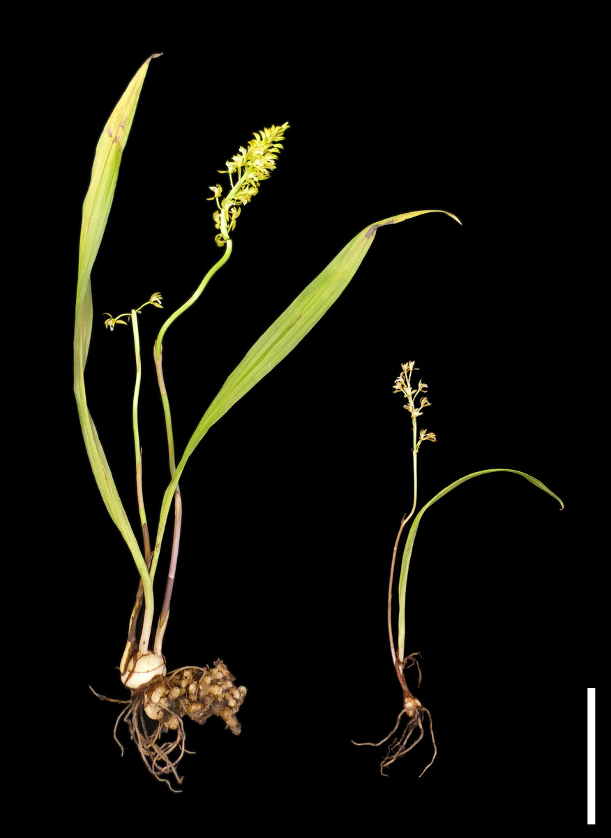 Oreorchis patens Источник: https://phys.org/news/2025-02-orchid-nutrient-theft-fungi-photosynthesis.html