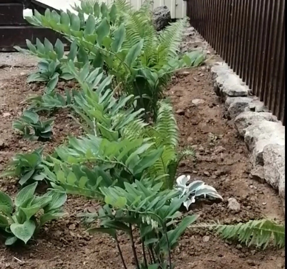 Теперь это постоянное место для тенелюбивых растений.