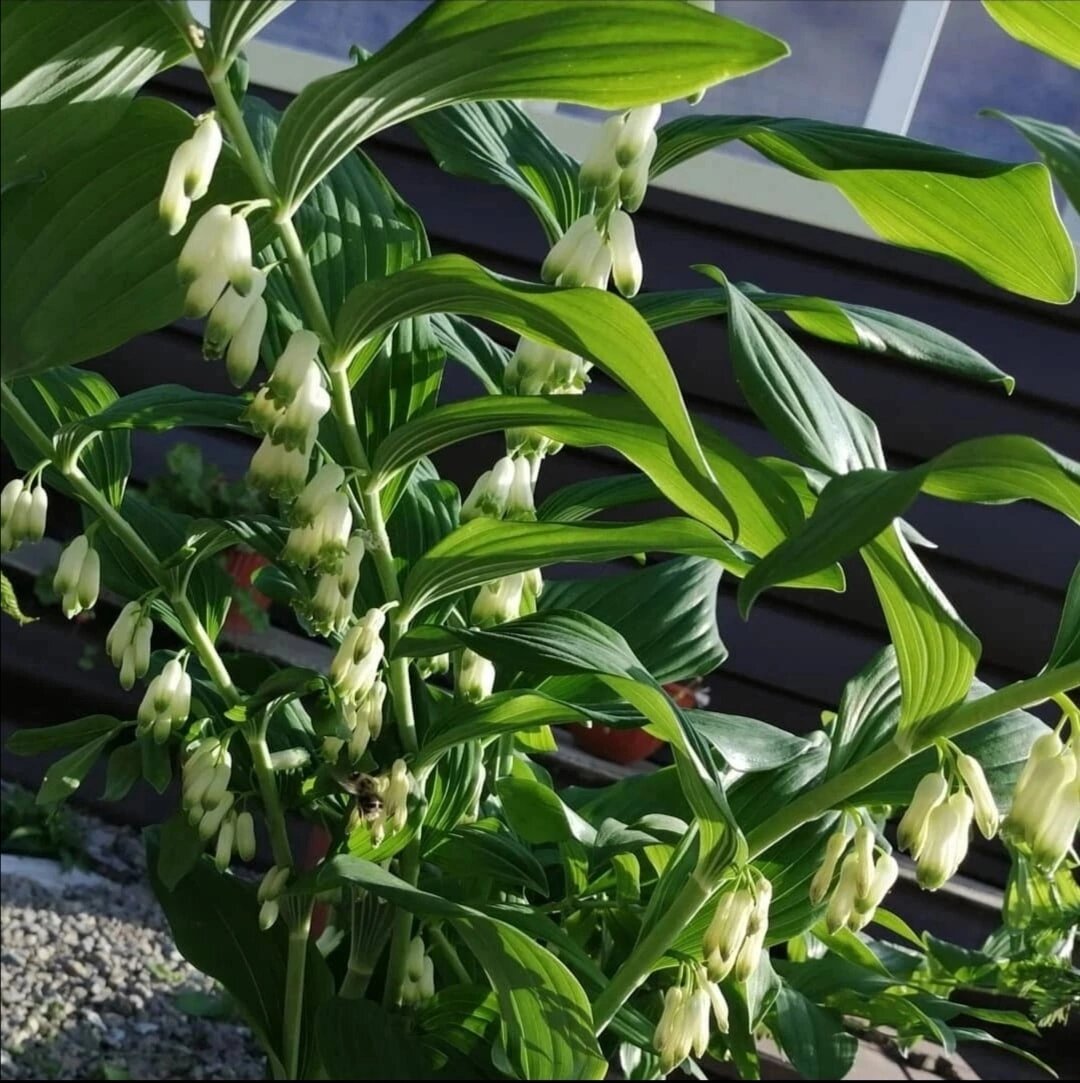 Красавица купена .