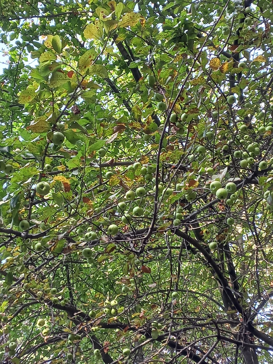 Яблоня в Дендрарий. Сочи. Яблок видимо не видимо. Для северянки это просто что-то необыкновенное!