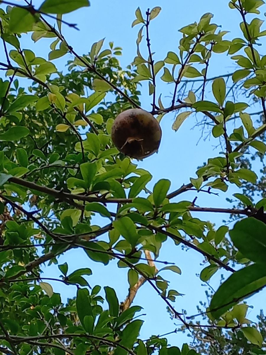 Впервые увидела как гранат растёт. Дендрарий. Сочи