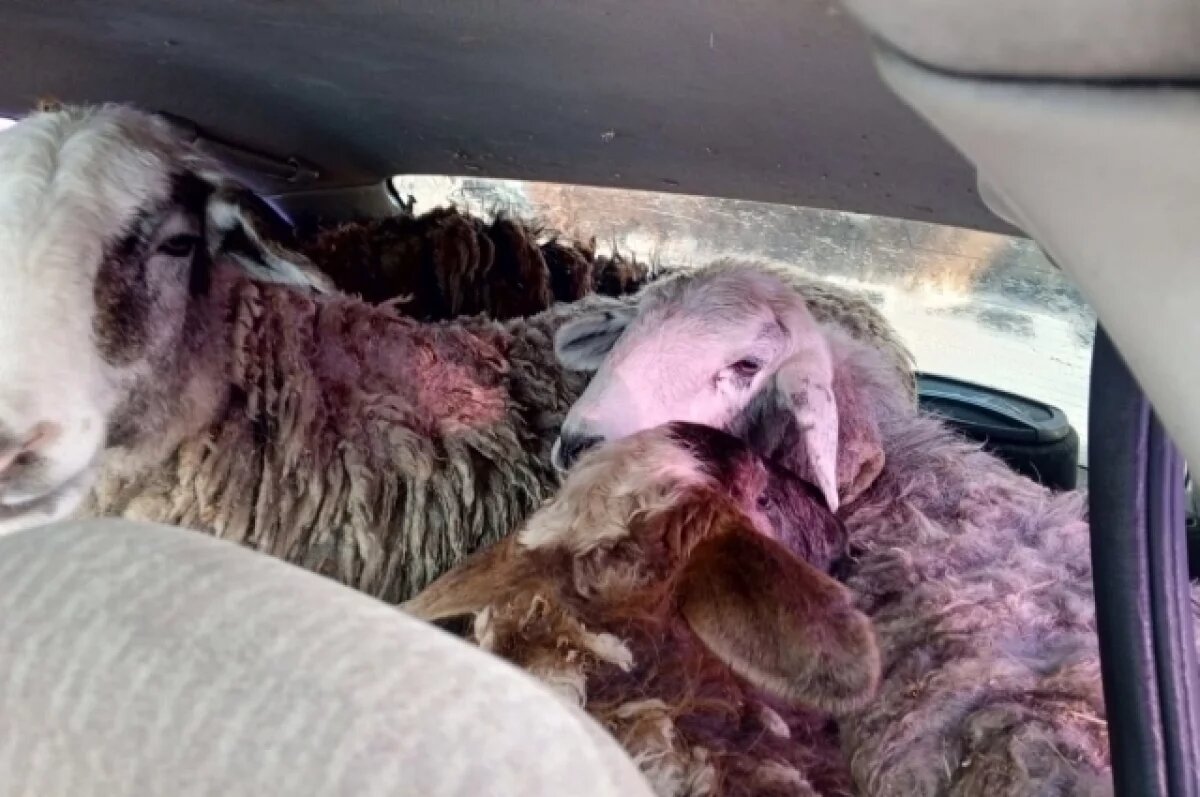    Серийные воры баранов в Омской области украли более 40 животных