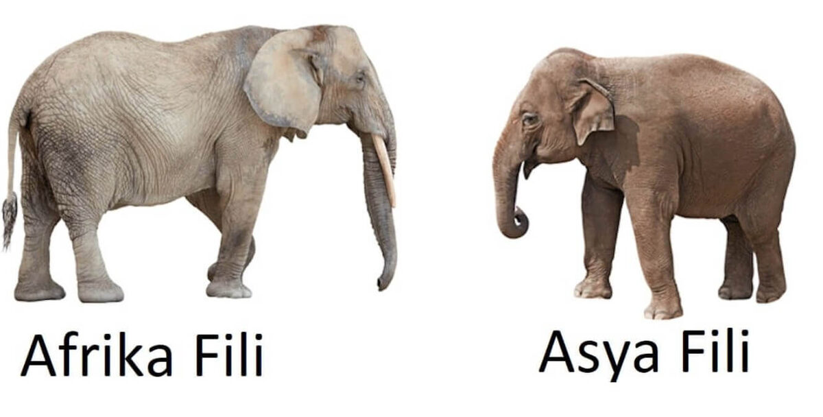    Африканский и индийский слон. Источник изображения: Pinterest