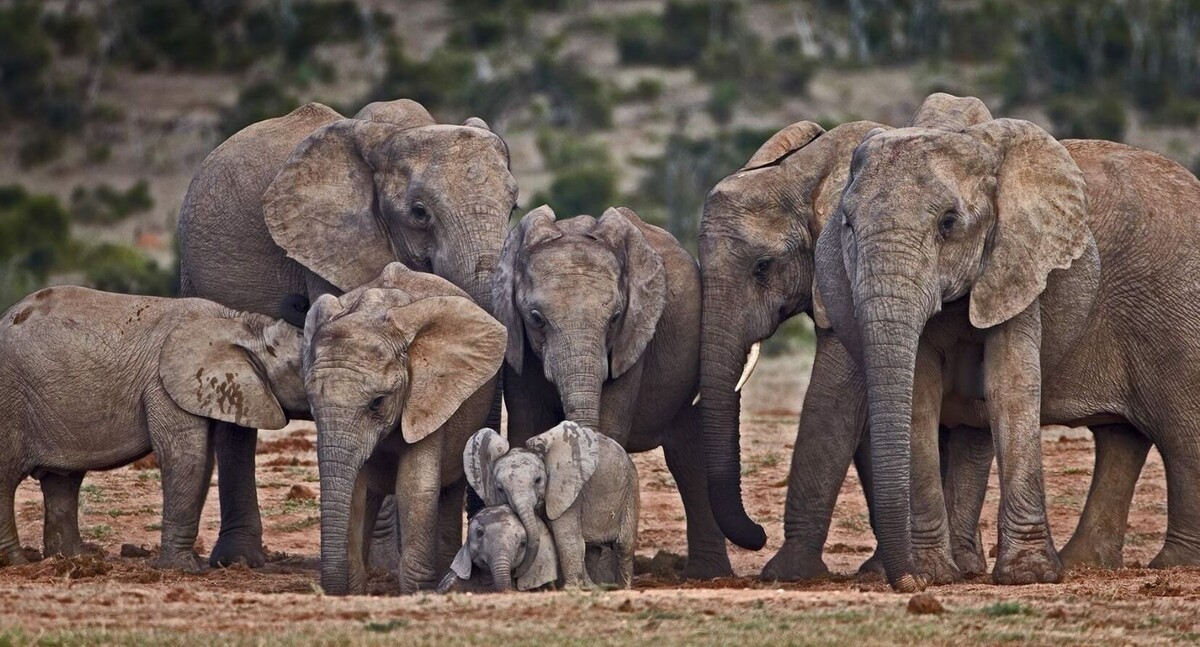   В семьях слонов царит матриархат. Источник изображения: Pinterest