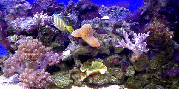 Аквариум с рыбками