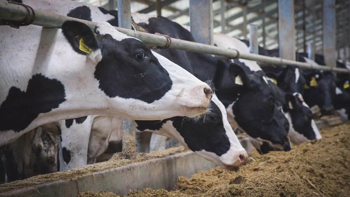     Источник: novostivolgograda.ru