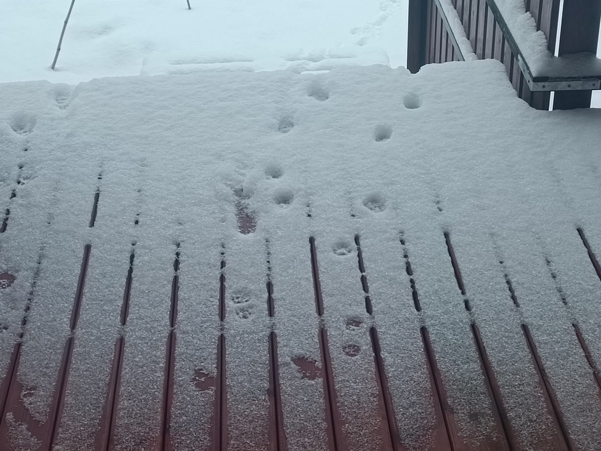 Во. Прошёлся по нашему белому снегу туда и обратно . Натоптал🤬