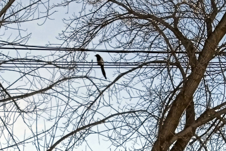    Фото Алексея Яновского специально для VN.ru