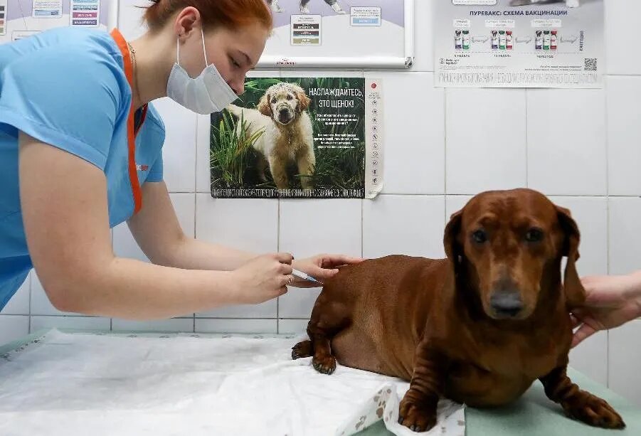В России в 2021 году разработали первую в мире вакцину от коронавируса, предназначенную для домашних животных. Во время пандемии она пользовалась спросом. Особенно у владельцев кошек, которые могли подцепить заразу./ФОТО Михаила ТЕРЕЩЕНКО/ТАСС