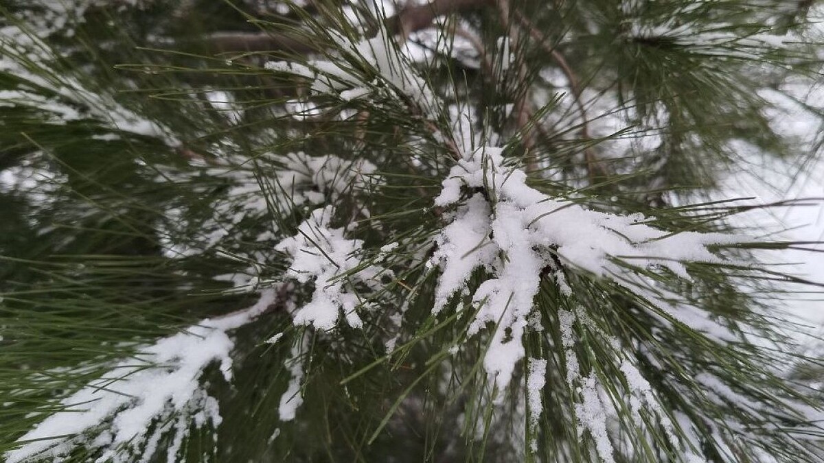    Фото: телеканал «Краснодар»