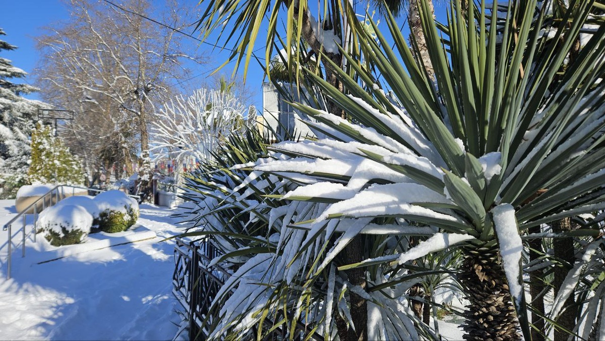 Фото: Telegram/Сочи Официальный  📷
