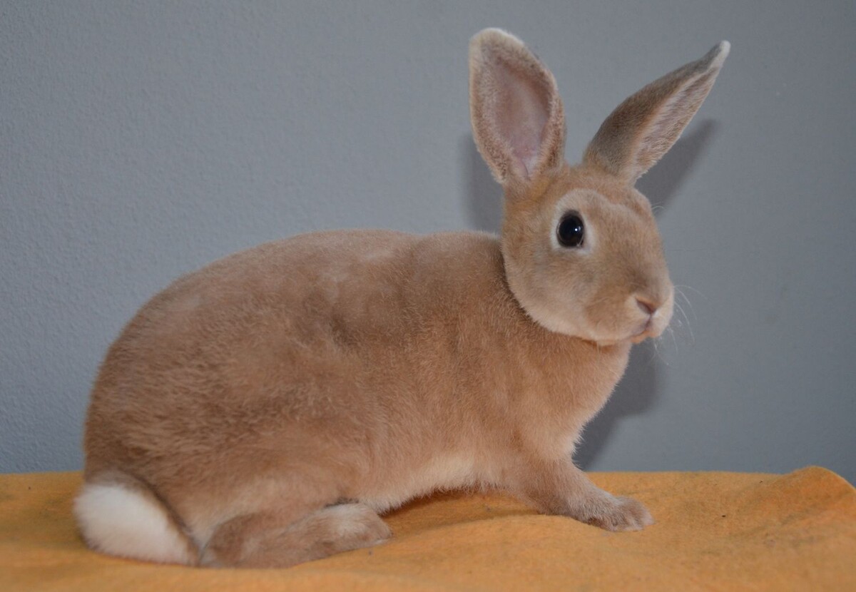 Изображение взято в сети интернет